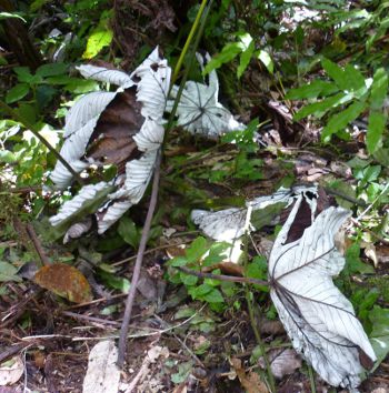 Cecropia schreberiana