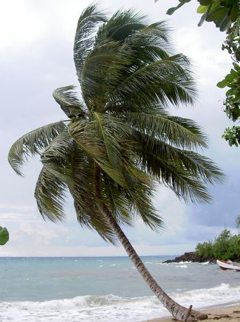 Cocos nucifera