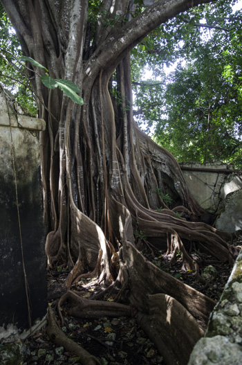 Ficus