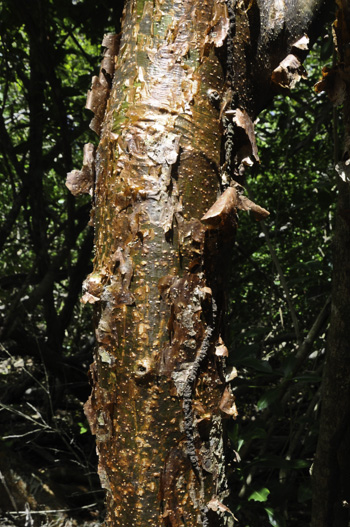 Bursera simaruba