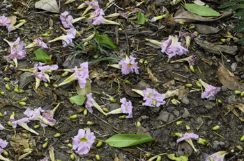 Tabebuia heterophylla