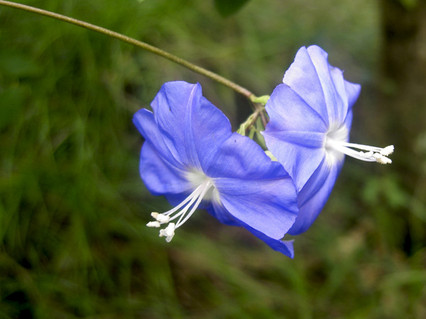 Jacquemontia pentantha