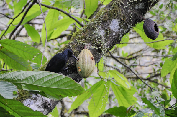 Melanerpes herminieri