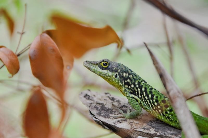 Anolis