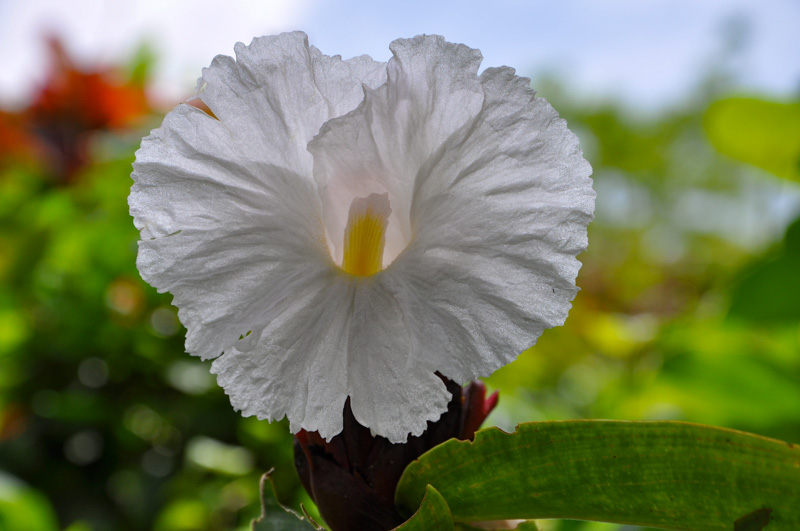 Costus speciosus