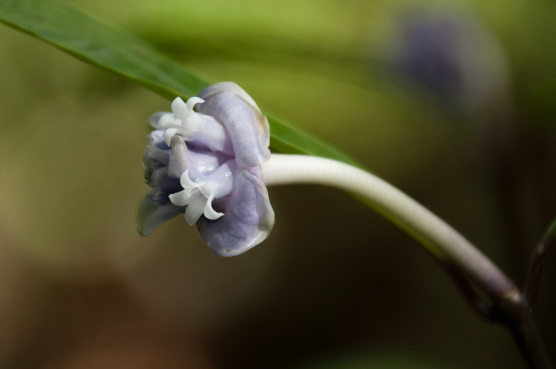 Psychotria urbaniana