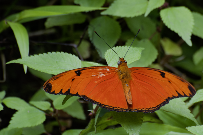 Dryas iulia