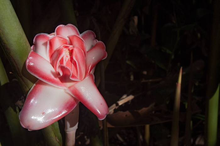 Etlingera elatior