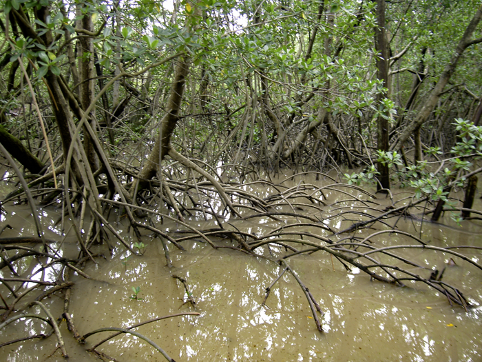 Rhizophora mangle