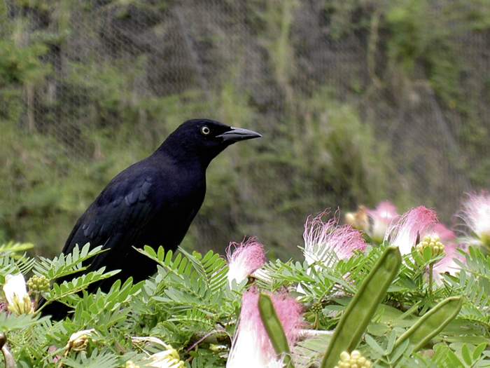 Quiscalus lugubris Quiscalus lugubris
