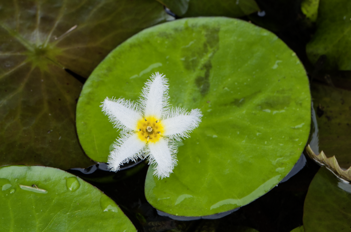 Nymphoides indica Nymphoides indica