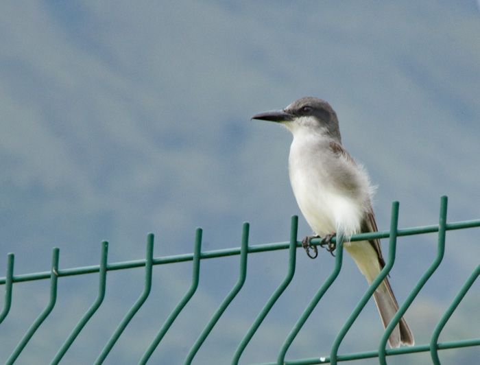 Tyrannus dominicensis