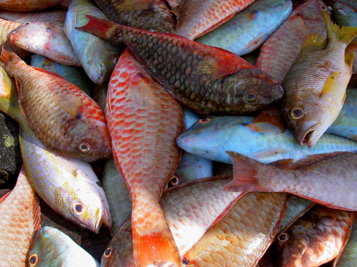 Poissons