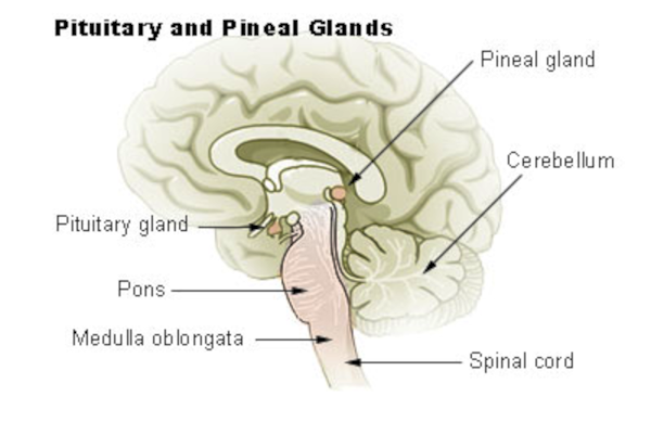 Glande pinéale