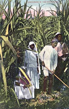 La canne à sucre