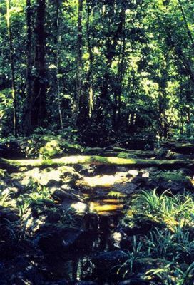 Forêt
