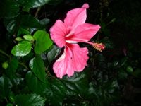 Hibiscus rosa-sinensis