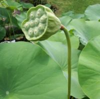Fruit de lotus