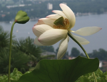 Nelumbo nucifera