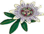 Fleur de la passion