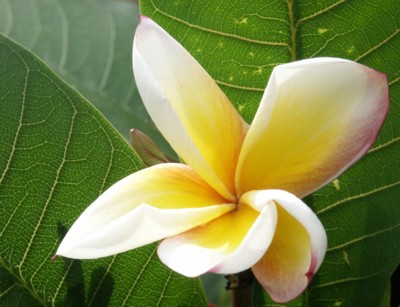 Plumeria rubra