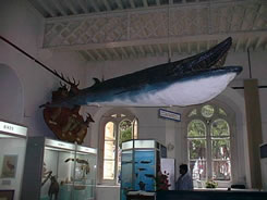 Museum d'Histoire naturelle, Port-Louis.