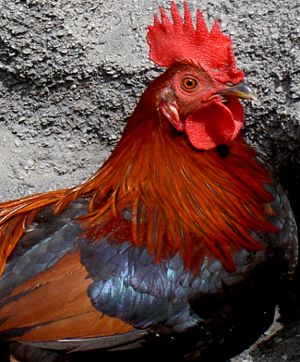 coq