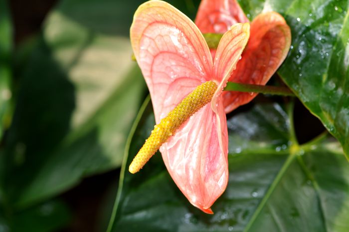 Anthurium andreanum