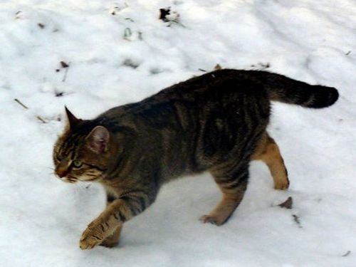 Chat
