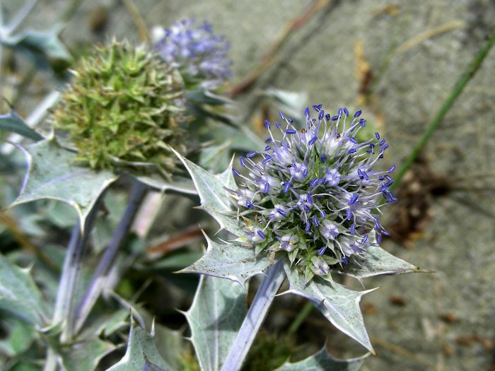 Eryngium maritimum