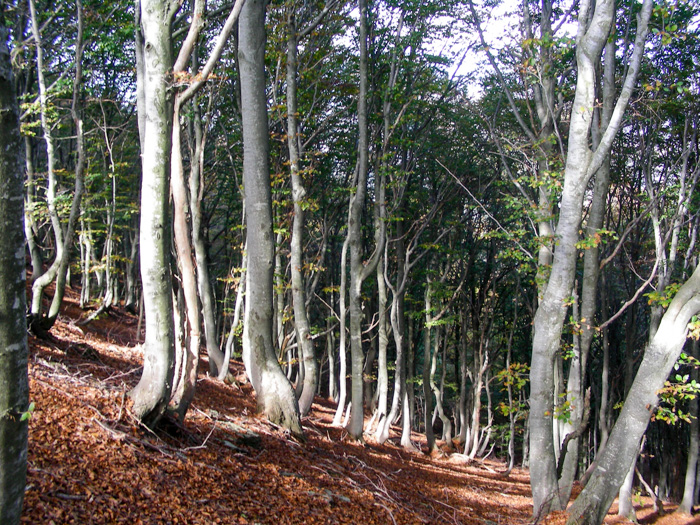 Fagus sylvatica