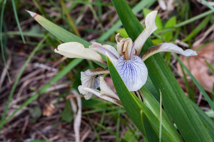 Iris foetidissima