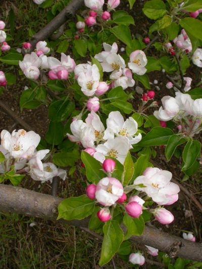 Malus domestica