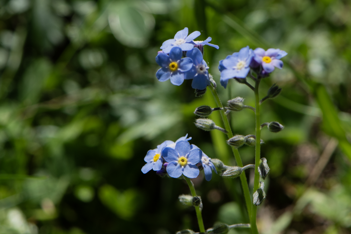 Myosotis sp Myosotis sp