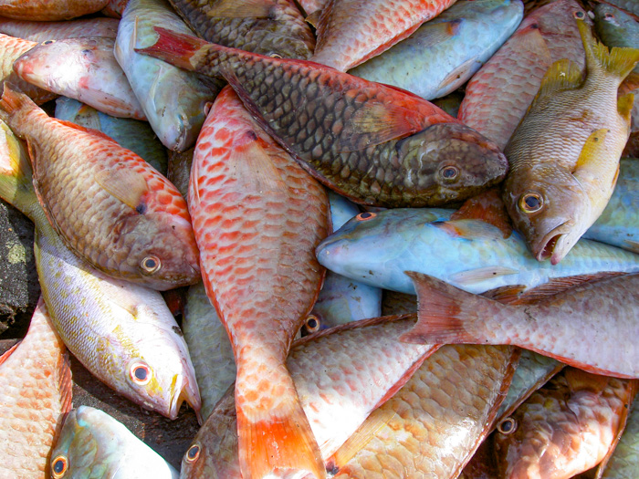 Poissons