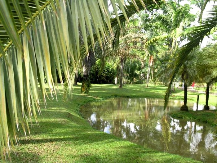 Martinique, pièce d'eau