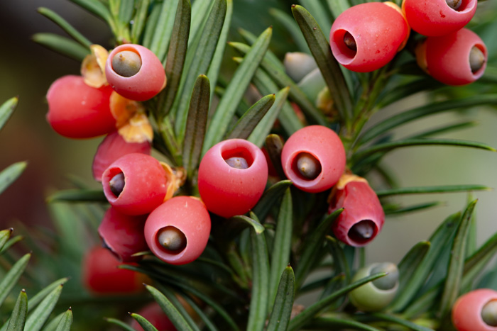 Taxus baccata
