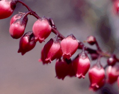 Agauria buxifolia