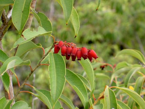 Agauria salicifolia