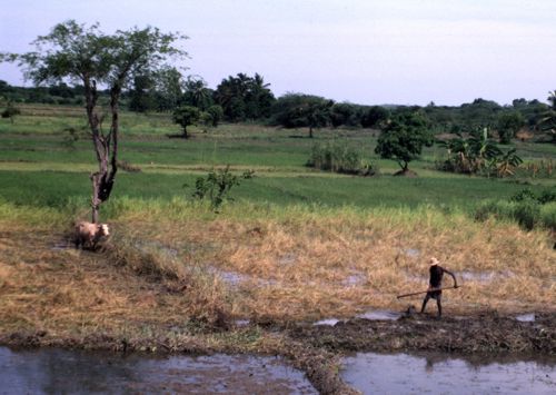 Campagne haïtienne