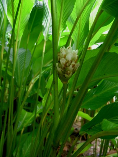 Calathea allouia