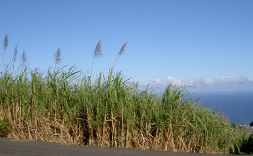 Canne à sucre