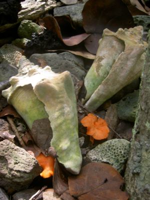 Cantharellus cinnabarinus