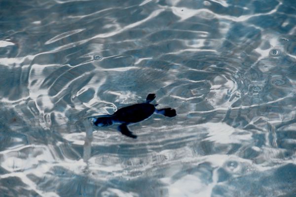 Eretmochelys imbricata