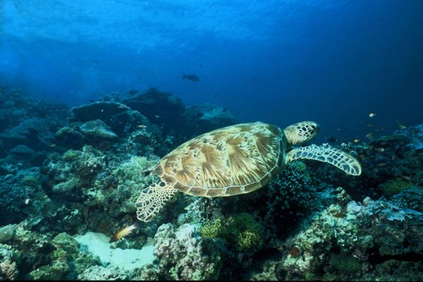 Eretmochelys imbricata