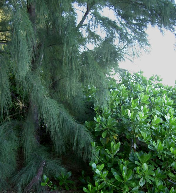 Casuarina equisetifolia