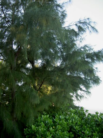 Casuarina equisetifolia