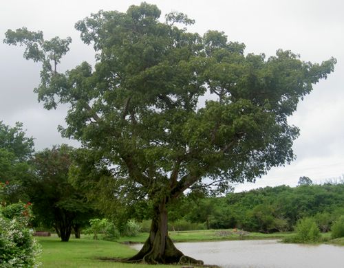 Ceiba pentandra