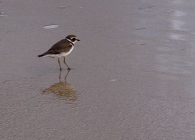 Charadrius semipalmatus