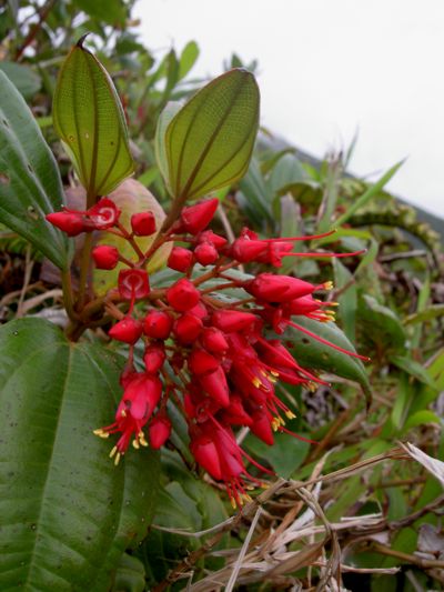 Charianthus alpinus
